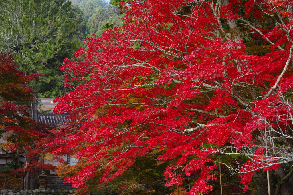 丹波の国は、紅く染まって