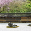 石庭の春