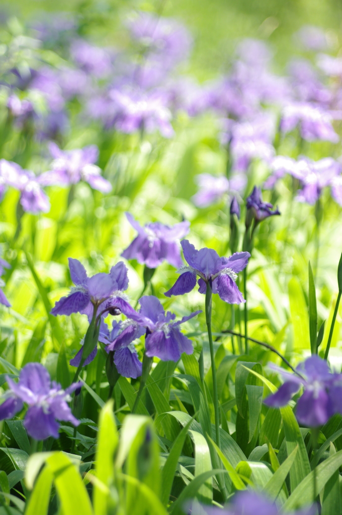 「一初」といふ花　１