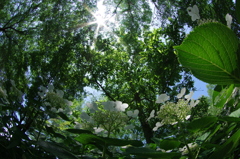 白アジサイの森