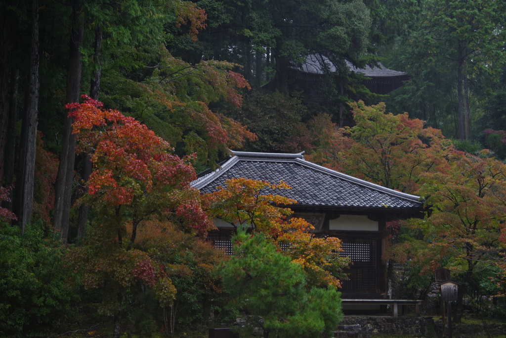 雨と紅葉　Ⅲ