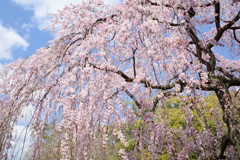 青空と糸しだれ桜