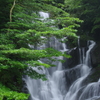 緑深まる