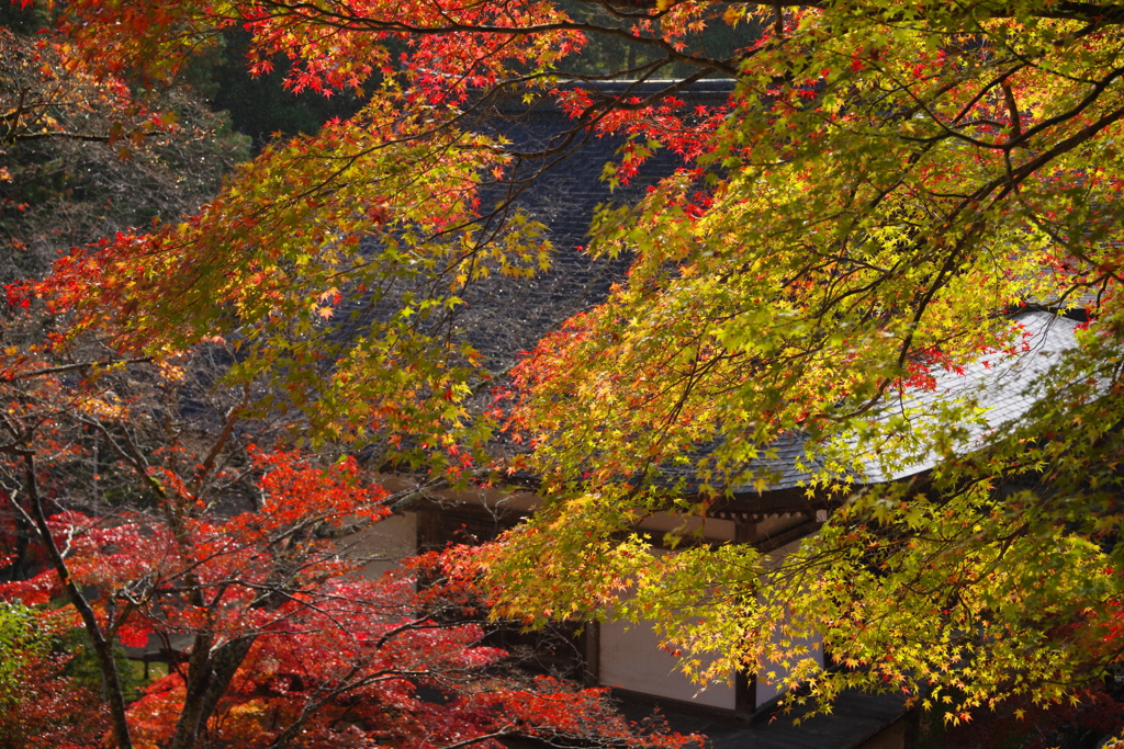 秋時雨の神護寺
