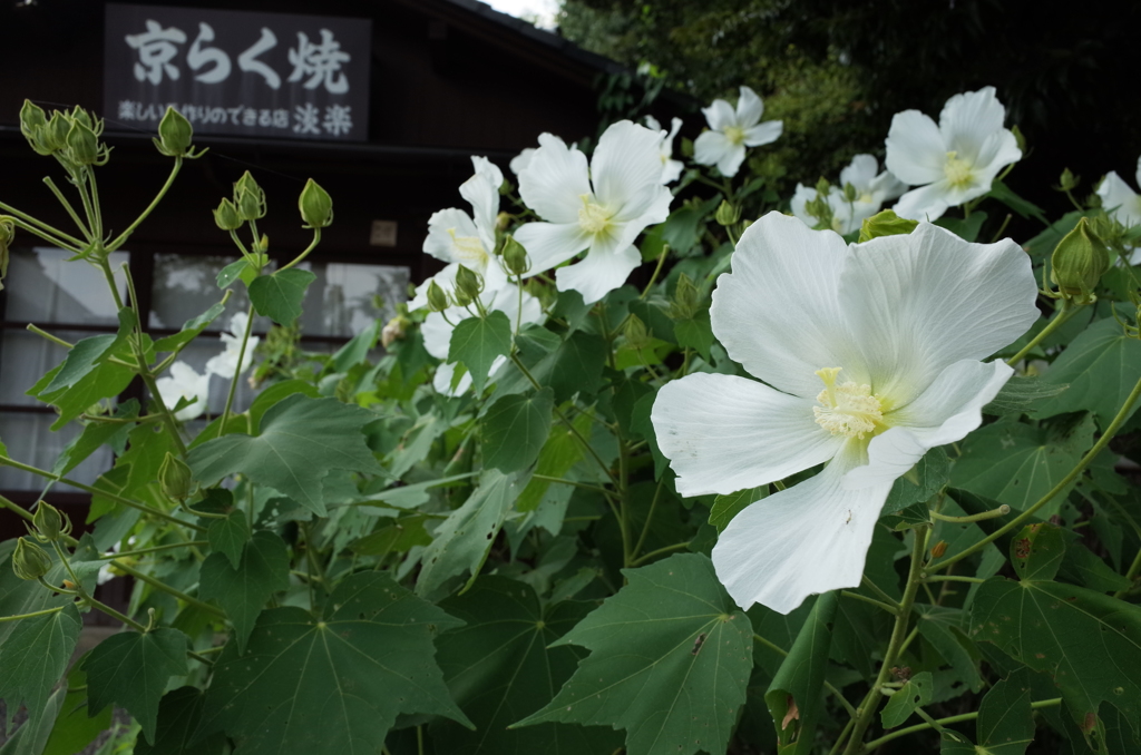 夏に咲く花