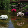 水中花壇