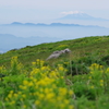 遥か、御嶽山と乗鞍岳