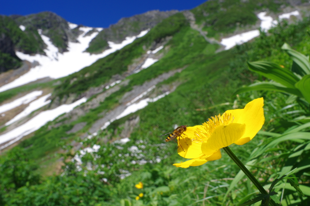 夏山の輝き