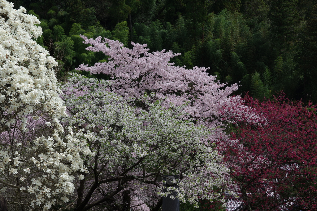 長谷寺の桜　Ⅲ