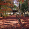 散り紅葉