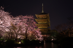 桜雨