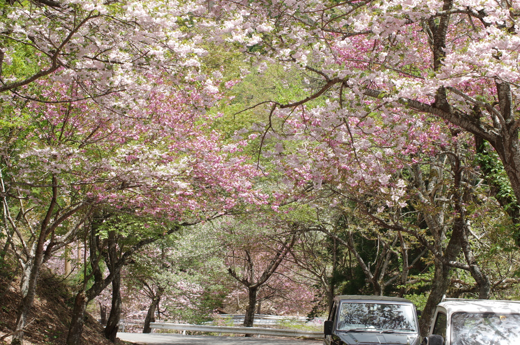 関西の桜、フィナーレ　/ My favorite place