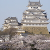 桜に浮かぶ
