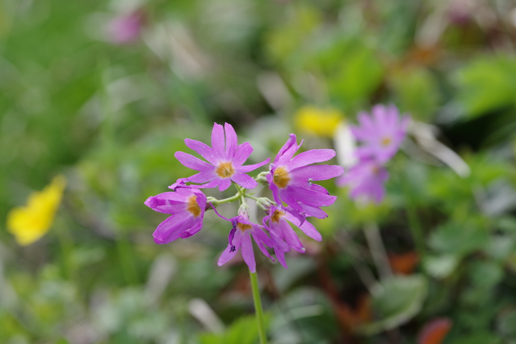 白山の花　ハクサンコザクラ