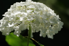 梅雨の宝石　Ⅱ