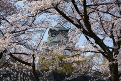 桜の大阪城