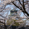 桜の大阪城