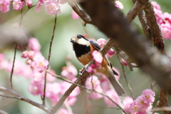 春めき、トキメキ　