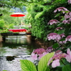 梅雨の醒ヶ井宿