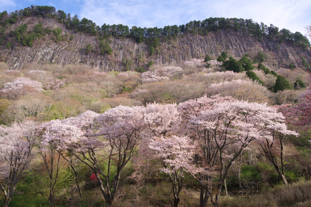 屏風岩と桜　Ⅱ