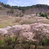 屏風岩と桜　Ⅱ