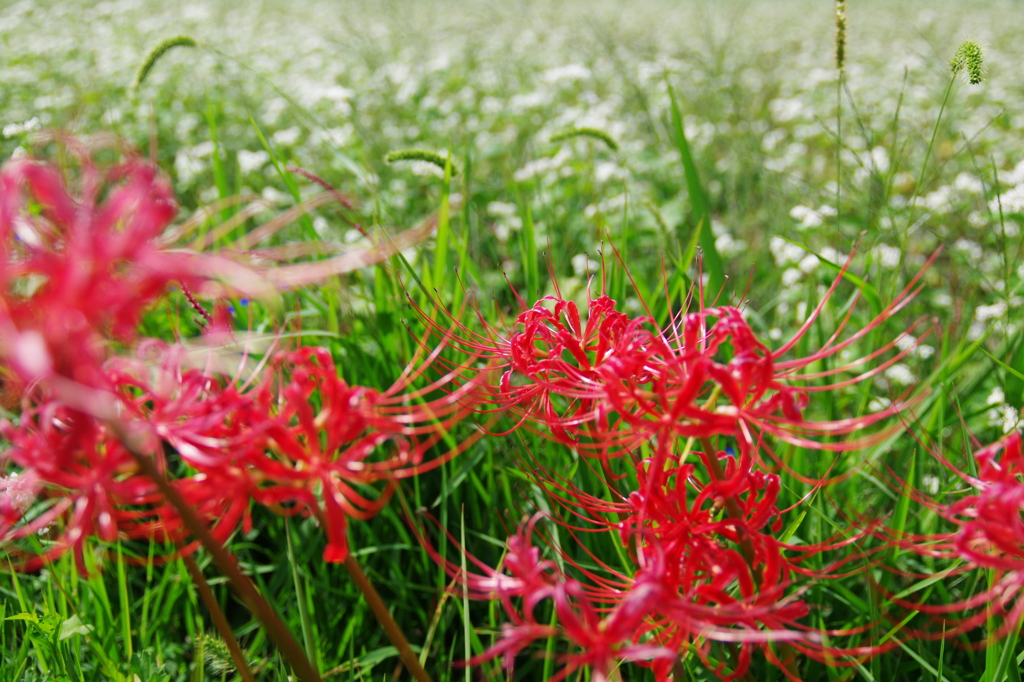 彼岸花と白いそばの花