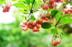 比良山の花　