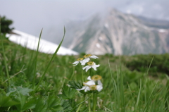 夏山の思い出