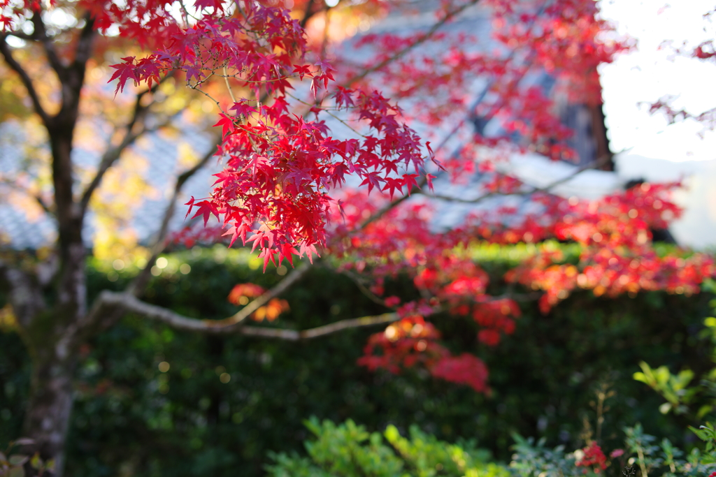 紅モミジ