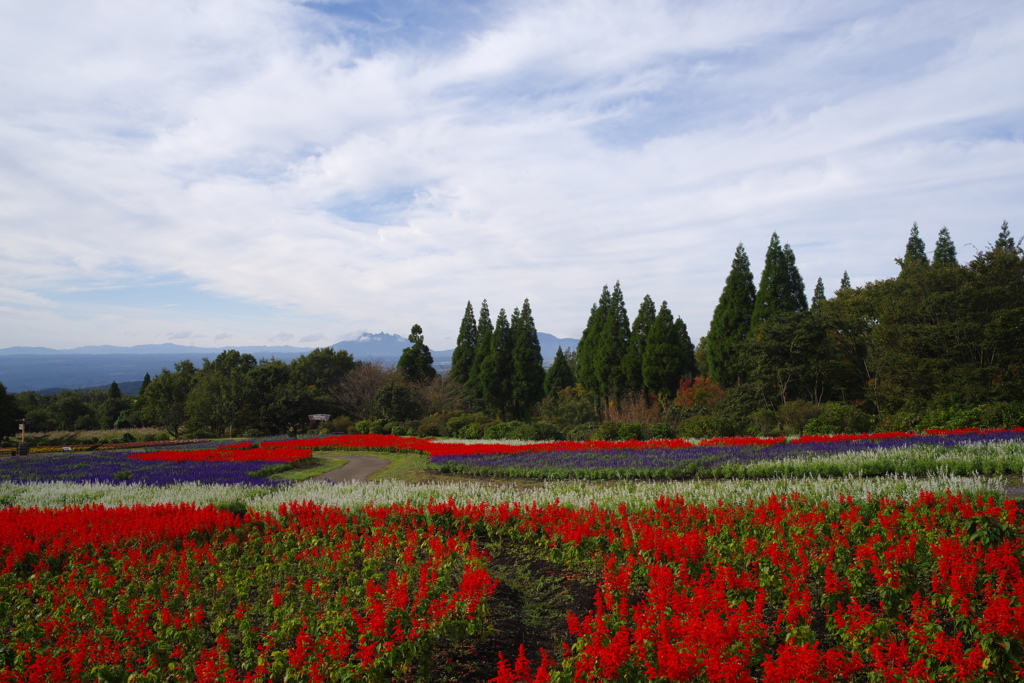 高原の花畑、秋