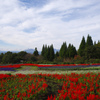 高原の花畑、秋