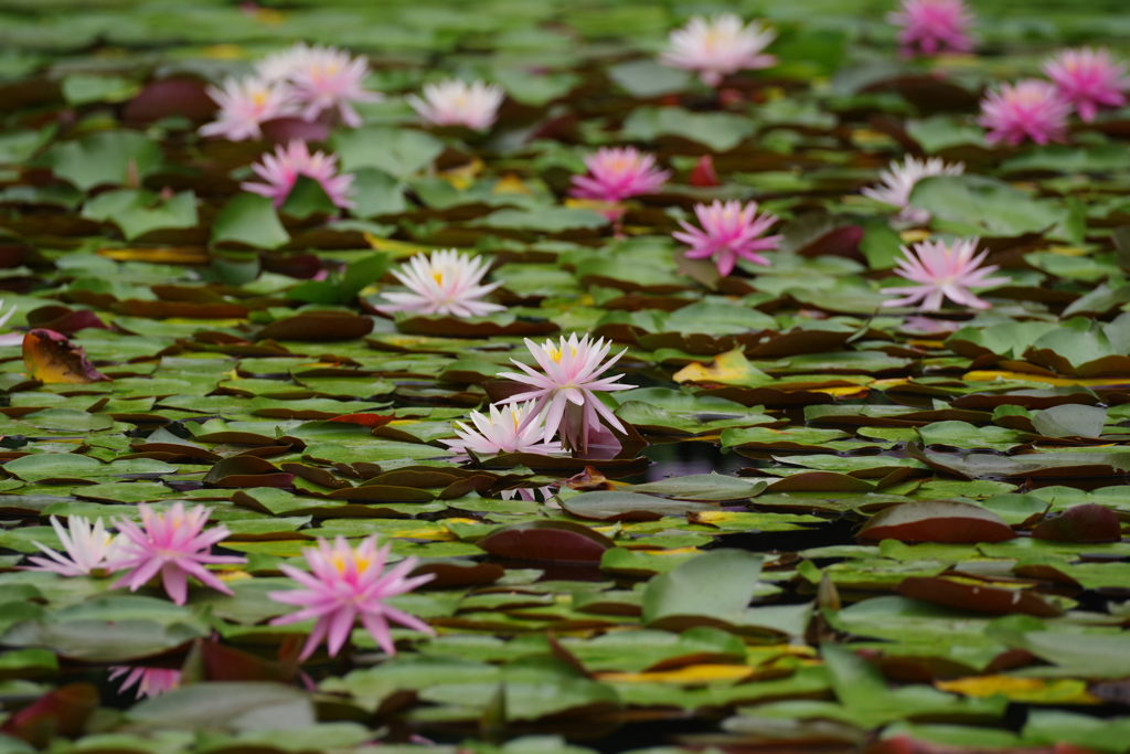 花火