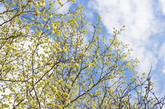 春色の空