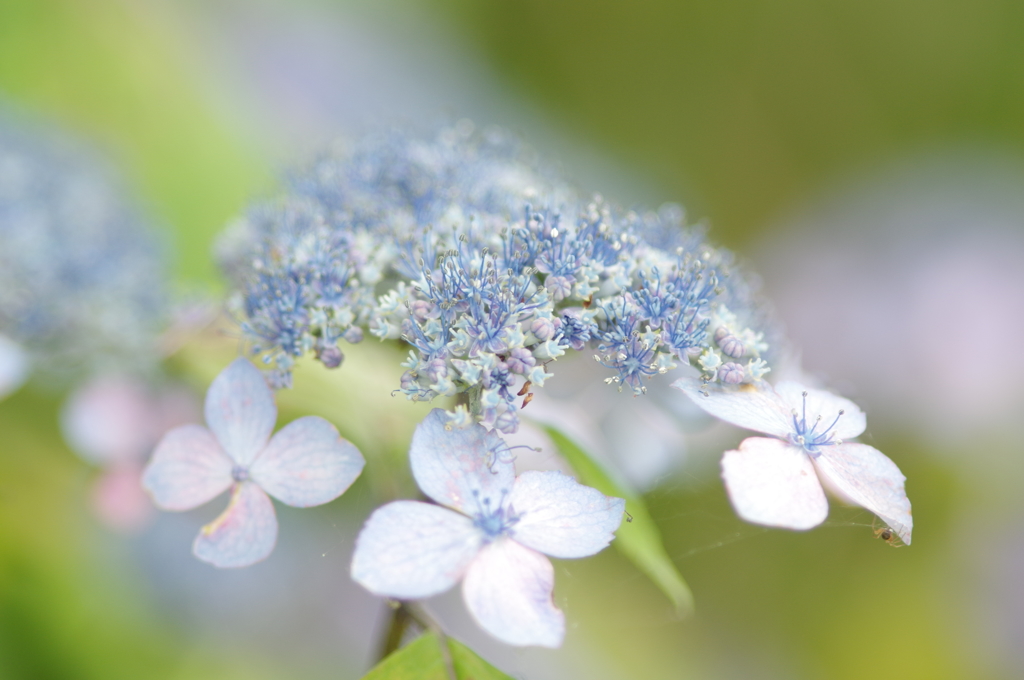 雨色の花