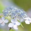 雨色の花