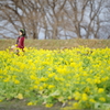 フェアリー
