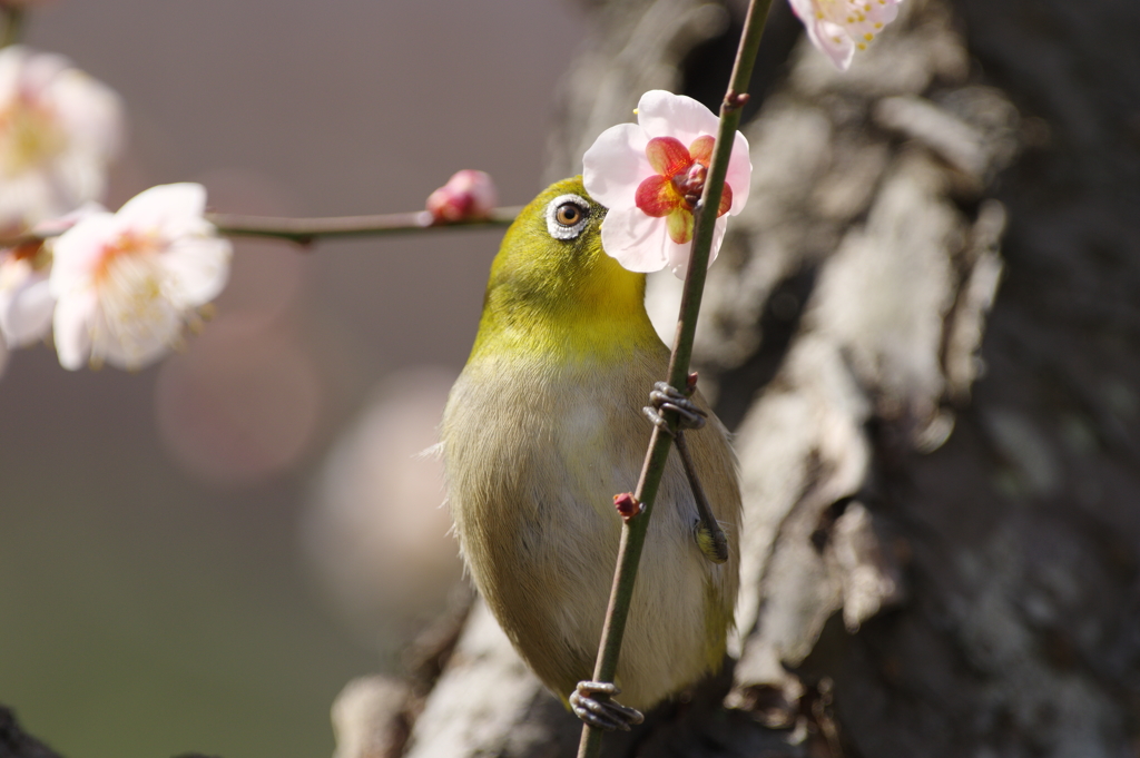 春の兆し　Ⅲ