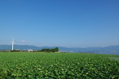 夏を待つ蓮