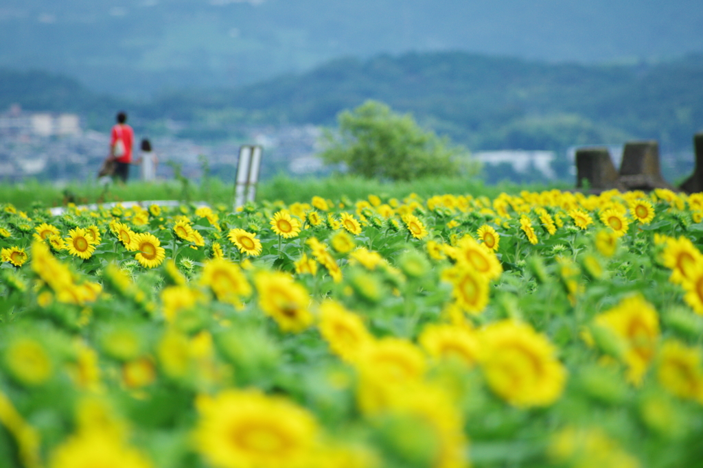 梅雨の終わり