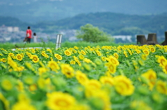 梅雨の終わり