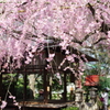 春のぬくもり