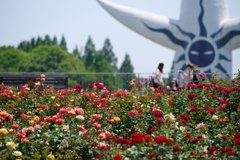 バラと太陽