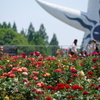バラと太陽