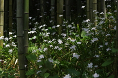 Iris japonica