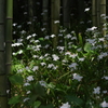 Iris japonica
