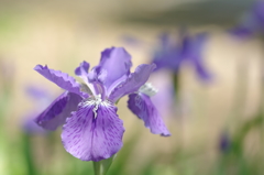 「一初」といふ花　２