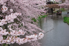 八幡堀の桜風景①