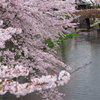 八幡堀の桜風景①