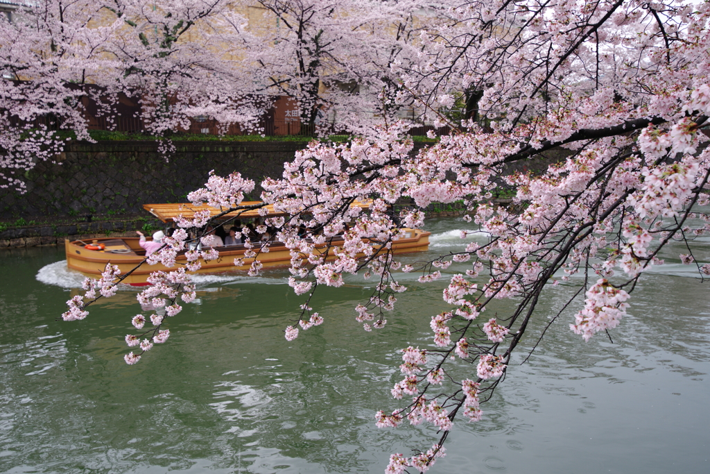 岡崎のさくら