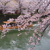 岡崎のさくら